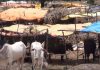 दुष्काळी भागात चारा छावण्यांचे नियोजन