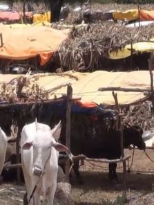 चारा टंचाईवर मात करण्यासाठी नवे नियम