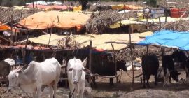 चारा टंचाईवर मात करण्यासाठी नवे नियम