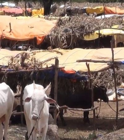 दुष्काळी भागात चारा छावण्यांचे नियोजन