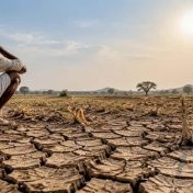 दुष्काळग्रस्त भागांना मोफत धान्य
