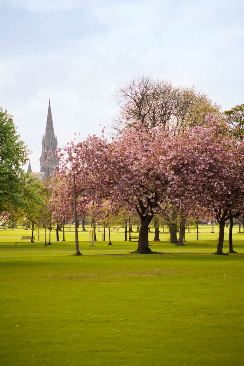 Cherry blossom tree with pink flowers and green grass in a park with a church spire in the distance. at St Christopher's Edinburgh Old Town hostel