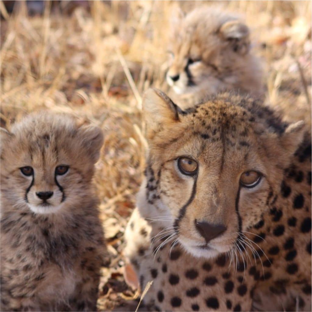 HOEDSPRUIT ENDANGERED SPECIES CENTRE