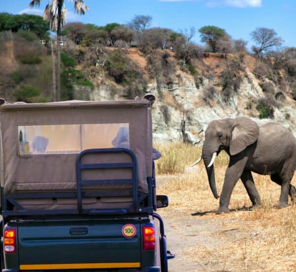 Kruger Park Full Day Safari