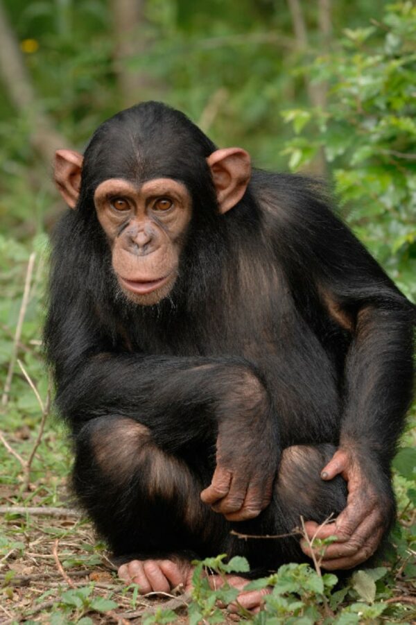 Chimpanzee Sanctuary Mbombela