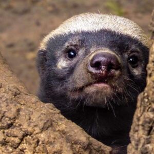 MOHOLOHOLO WILDLIFE REHABILITATION CENTRE - HOEDSPRUIT