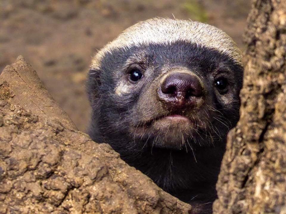 MOHOLOHOLO WILDLIFE REHABILITATION CENTRE - HOEDSPRUIT
