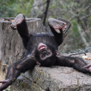 TOUR - CHIMPS & BOTANICAL GARDENS