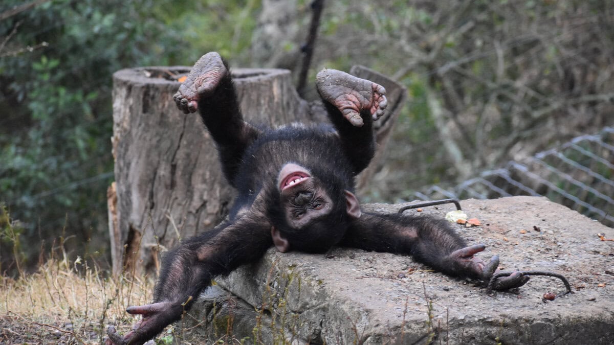 TOUR - CHIMPS & BOTANICAL GARDENS