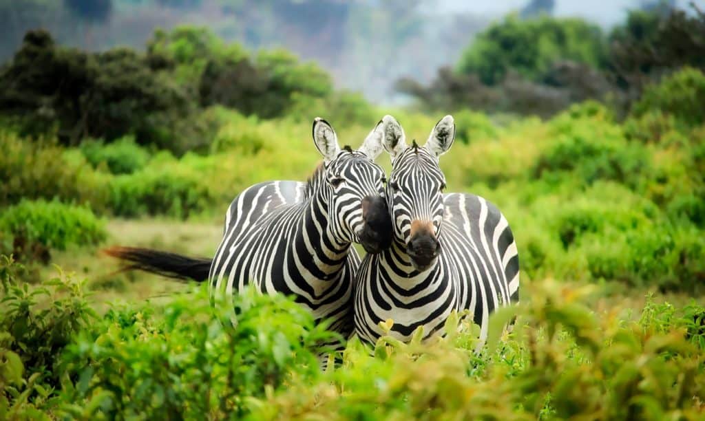 Zebra-park-safari-south-africa-lion-kingdom-img.