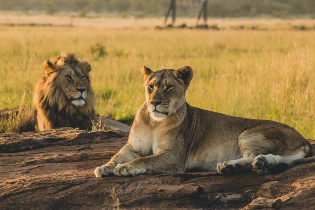 lion and lioness