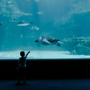 TWO OCEANS AQUARIUM - CAPE TOWN