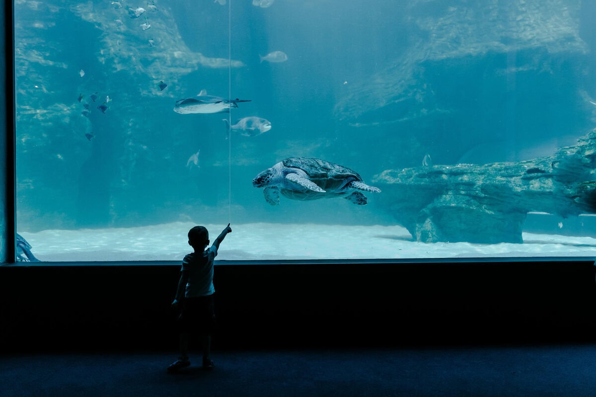 TWO OCEANS AQUARIUM - CAPE TOWN