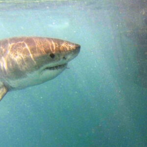 SHARK CAGE DIVING - GANSBAAI