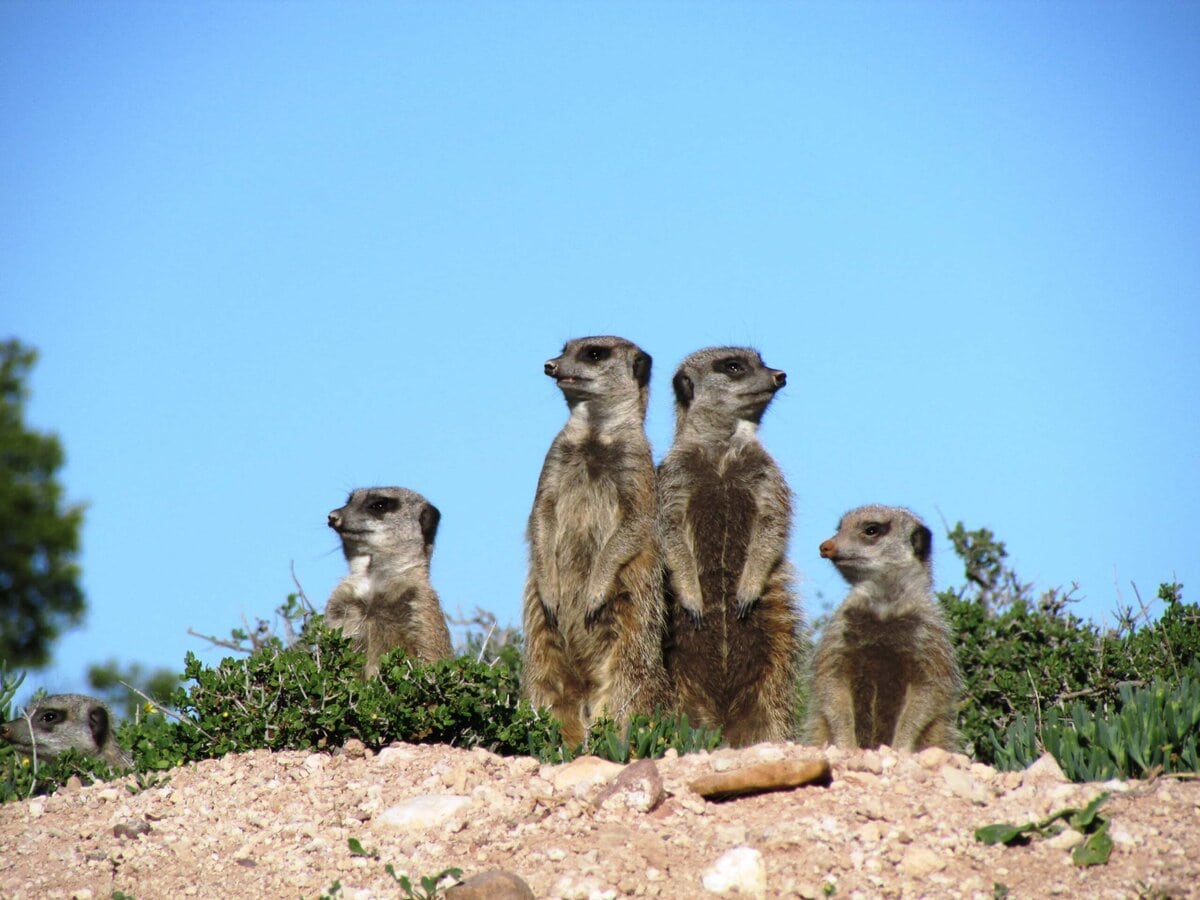 meerkat safari buffelsdrift oudtshoorn