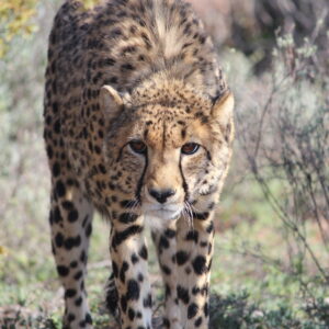 cheetah experience oudtshoorn buffelsdrift