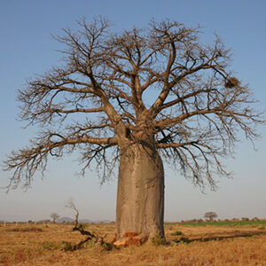 LIMPOPO