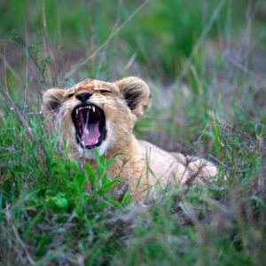 KRUGER, PANORAMA ROUTE & LOWVELD