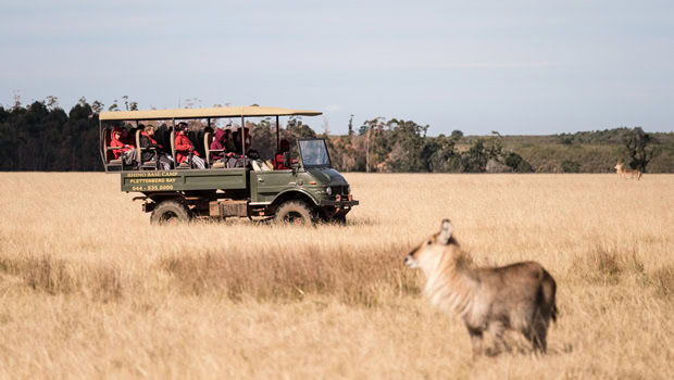 game drive plettenberg