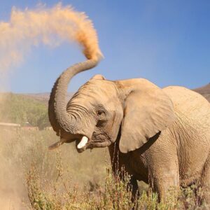 morning safari cape town