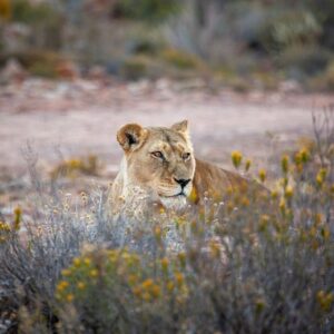 EARLY MORNING SAFARI - AQUILA GAME RESERVE