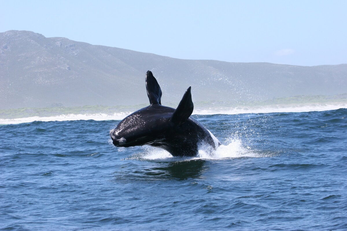 WHALE WATCHING MARINE CRUISE - GANSBAAI