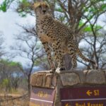 kruger national park