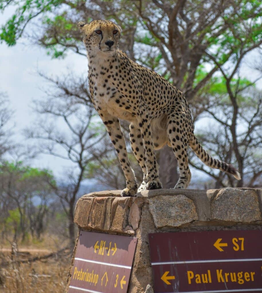 kruger national park