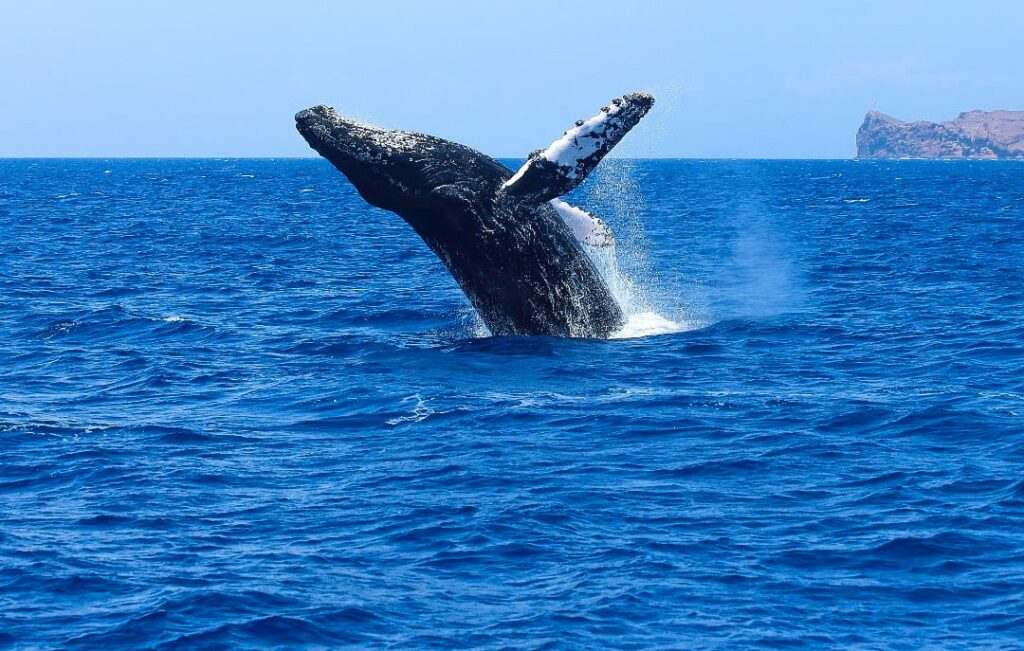 Whale watching South Africa