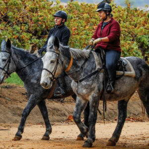 HORSE RIDING - WINELANDS