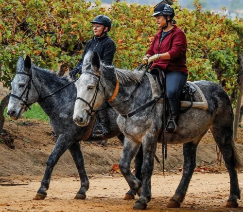 HORSE RIDING - WINELANDS