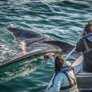WHALE WATCHING CRUISE - KNYSNA