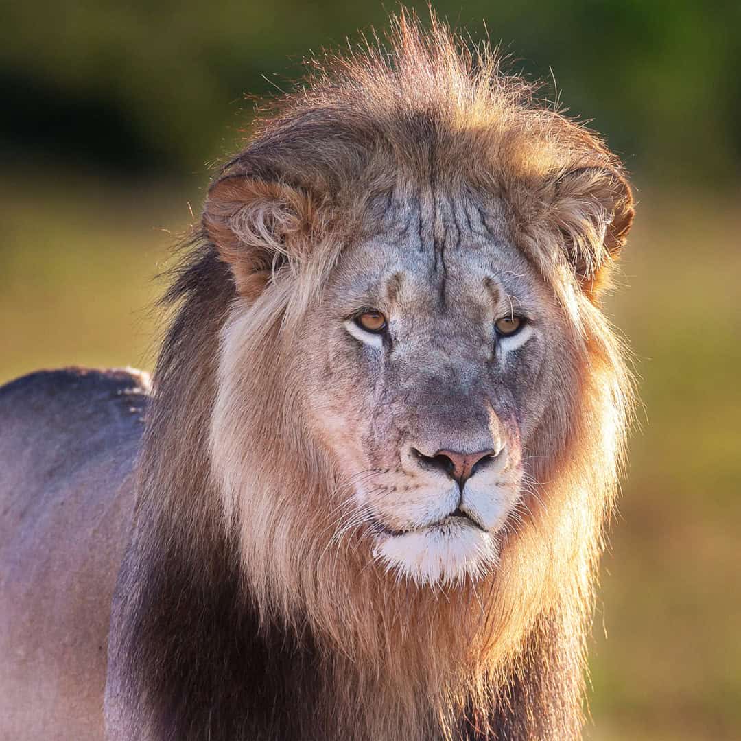 ADDO ELEPHANT PARK SAFARIS - HALF DAY