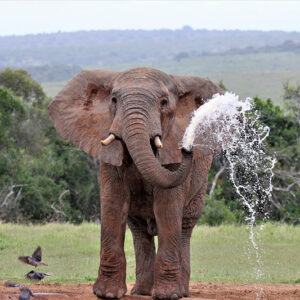 ADDO ELEPHANT PARK SAFARIS - FULL DAY
