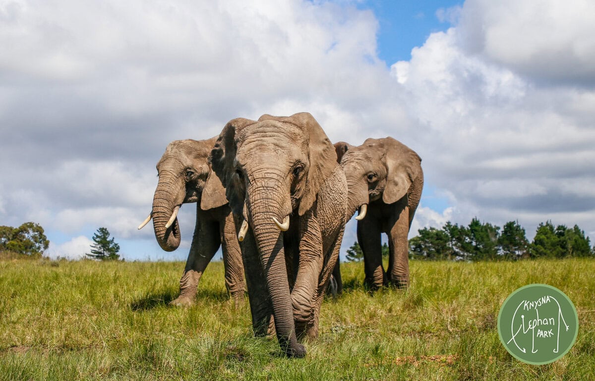 ELEPHANT EXPERIENCES - KNYSNA