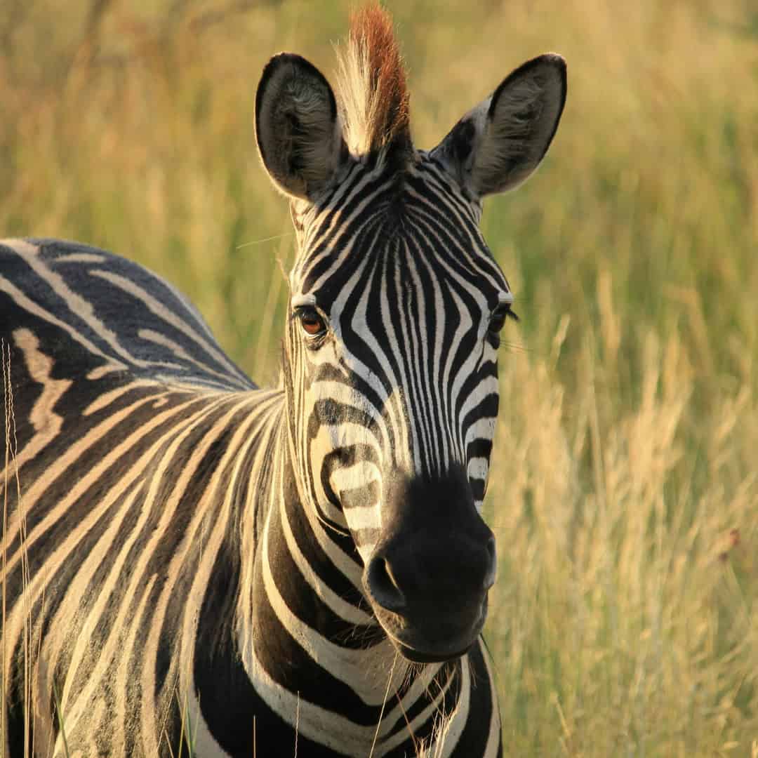 SUN CITY & PILANESBERG FULL DAY TOUR