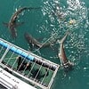 Sharks approaching a boat with a cage for cage diving in South Africa, offering an exhilarating and safe underwater adventure to see these magnificent predators up close.