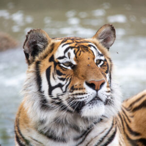 WILDLIFE