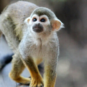 MONKEY SANCTUARY - HARTBEESPOORT