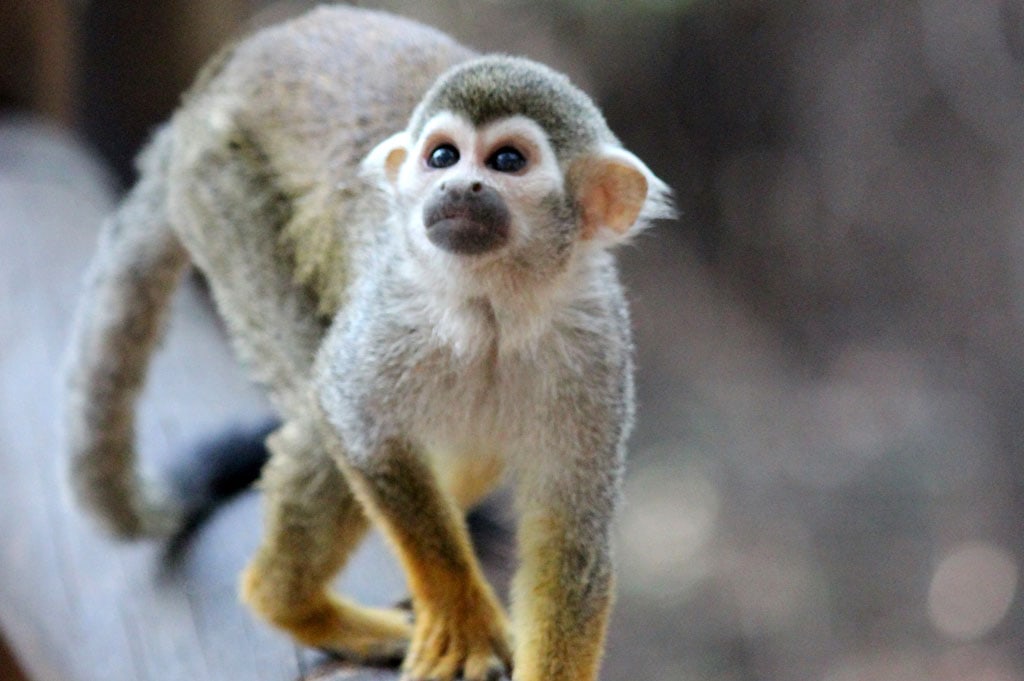 MONKEY SANCTUARY - HARTBEESPOORT