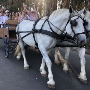 HORSE DRAWN CARRIAGE TRAILS - FRANSCHHOEK