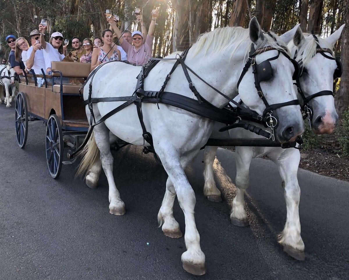 HORSE DRAWN CARRIAGE TRAILS - FRANSCHHOEK