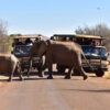 safari pilanesberg sun city