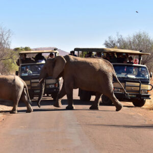 safari pilanesberg sun city