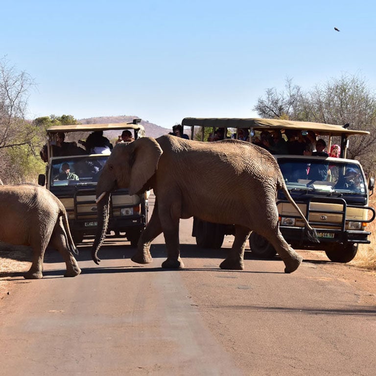 safari pilanesberg sun city