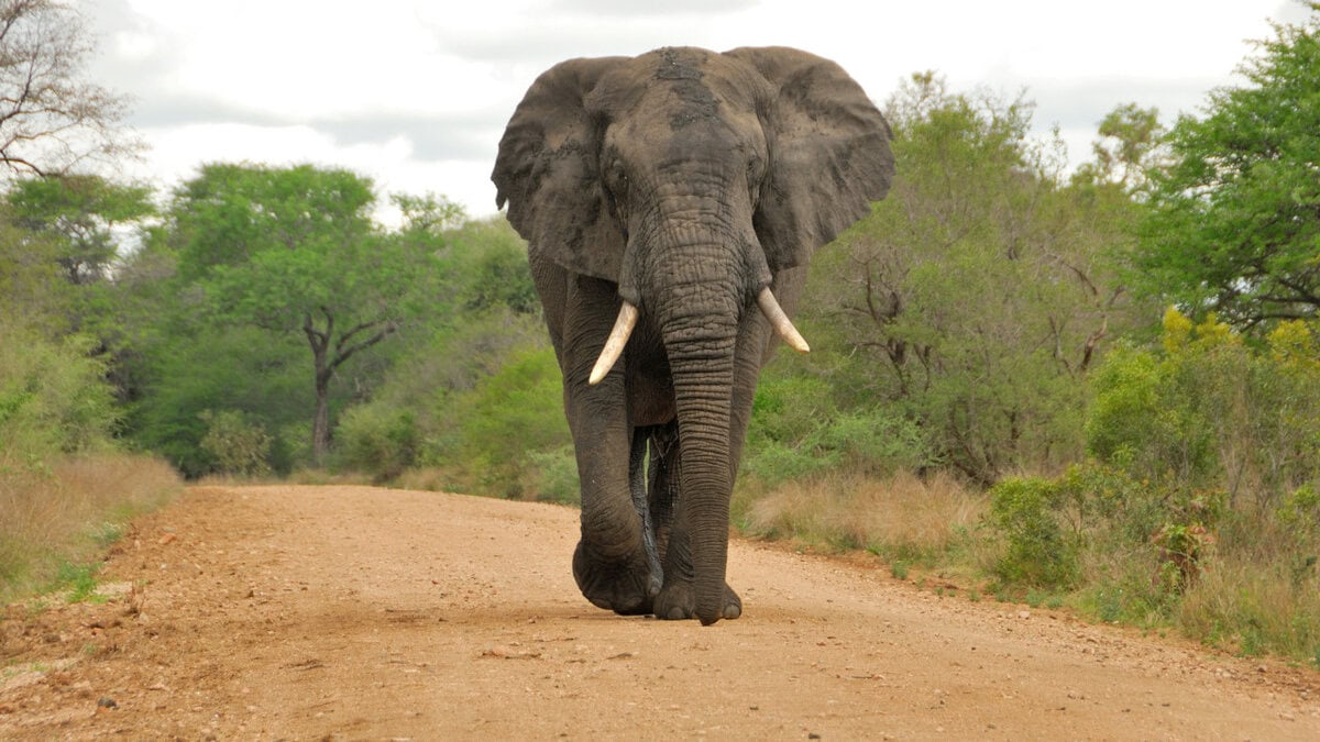 Kruger safari essentials