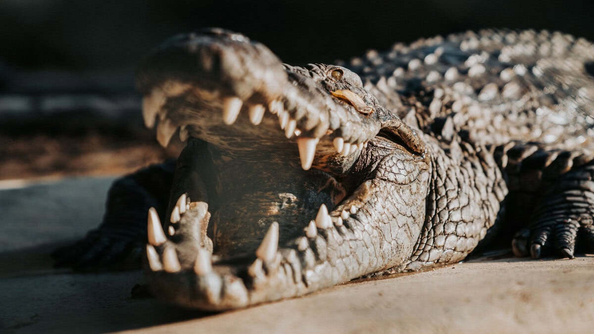 Crocodile Farm Tours – Hazyview