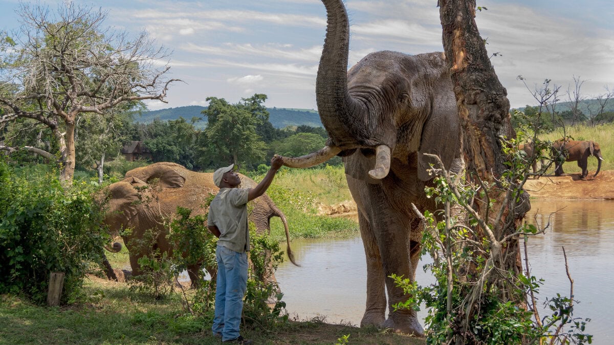 Elephant Whispers – Hazyview
