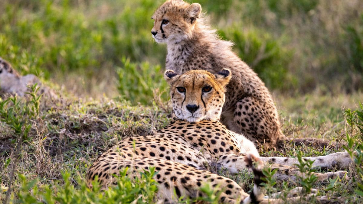 Hoedspruit Endangered Species Centre