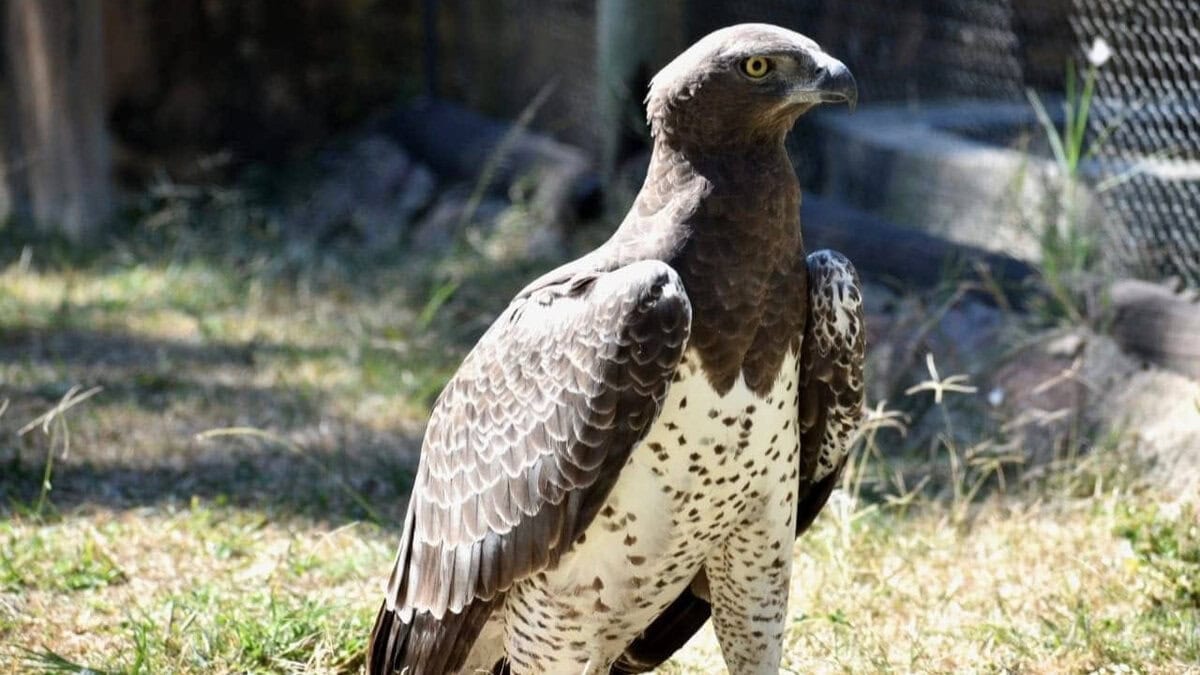 Moholoholo Wildlife Rehabilitation Centre – Hoedspruit